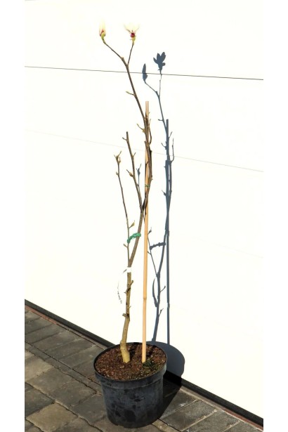 Саженец магнолии Санрайз